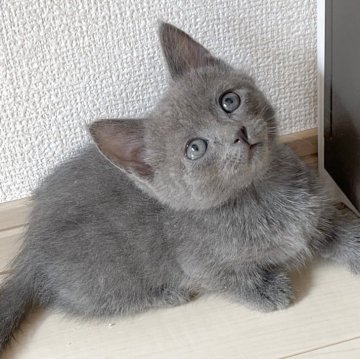スクーカム【埼玉県・男の子・2025年4月27日・ブルー（ストレート）】の写真「短足🐱❣️オンライン見学受付中❣️」