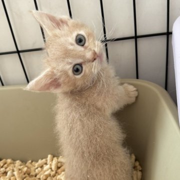 スクーカム【埼玉県・女の子・2025年9月10日・クリームタビー】の写真「期間限定記載❣️オンライン見学受付中❣️」