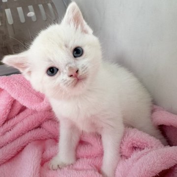 マンチカン(長足)【埼玉県・男の子・2025年11月1日・クリームタビーポイントホワイト】の写真「最新動画お問合OK❣️オンライン見学受付中❣️」