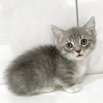 マンチカン(短足)【埼玉県・男の子・2025年7月15日・ブルータビーホワイト】の写真「最新動画お問合せOK❣️オンライン見学受付中❣️」