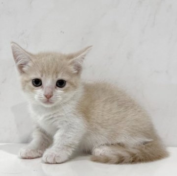 マンチカン(短足)【埼玉県・女の子・2025年9月8日・クリームタビーホワイト】の写真「オンライン見学受付中❣️」