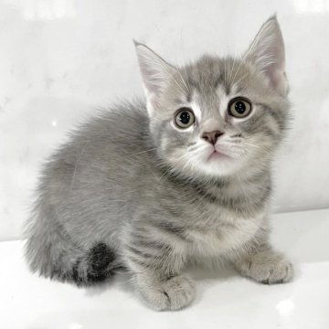 マンチカン(短足)【埼玉県・男の子・2025年7月15日・ブルータビー】の写真「最新動画お問合せOK❣️オンライン見学受付中❣️」