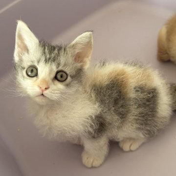 スクーカム【埼玉県・女の子・2025年9月10日・ブラウントービーホワイト】の写真「期間限定記載❣️オンライン見学受付中❣️」