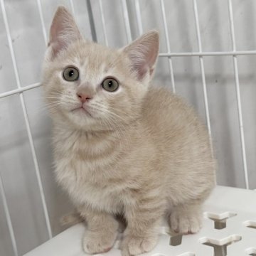 マンチカン(短足)【埼玉県・男の子・2025年9月8日・クリームタビー】の写真「オンライン見学受付中❣️」