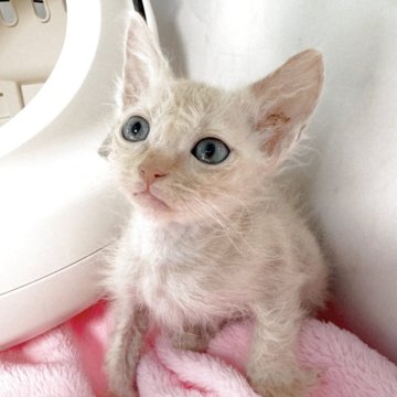 ラパーマ【埼玉県・男の子・2025年10月5日・クリームタビー（巻き毛ロング）】の写真「オンライン見学受付中❣️」