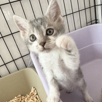 スクーカム【埼玉県・男の子・2025年9月10日・ブルータビーホワイト】の写真「期間限定記載❣️オンライン見学受付中❣️」