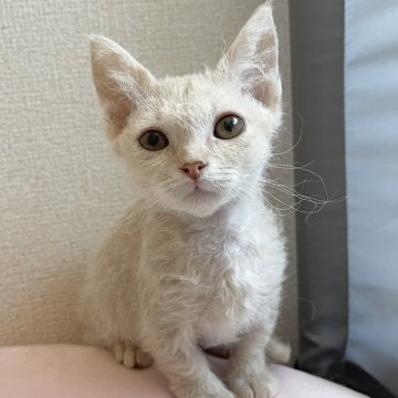 スクーカム【埼玉県・女の子・2025年5月21日・クリームタビー（巻き毛ロング）】の写真「短足巻き毛❣️オンライン見学受付中❣️」
