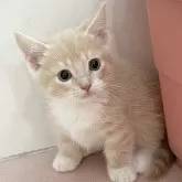 マンチカン(短足)