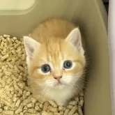マンチカン(短足)