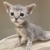 ラパーマ