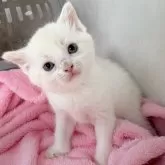 マンチカン(長足)