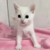 マンチカン(長足)