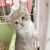 マンチカン(短足)