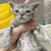 ラパーマ