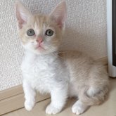 スクーカム