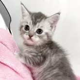 マンチカン(長足)【埼玉県・女の子・2025年9月15日・ブルートービー】の写真1