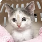 マンチカン(長足)