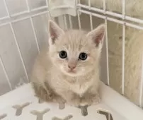 マンチカン(短足)【埼玉県・男の子・2025年9月8日・クリームタビー】の写真2