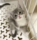 マンチカン(長足)【埼玉県・男の子・2025年2月3日・ブルータビーホワイト】の写真2