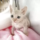 ラパーマ【埼玉県・男の子・2025年10月5日・クリームタビー】の写真2