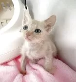 ラパーマ【埼玉県・男の子・2025年10月5日・クリームタビー】の写真3