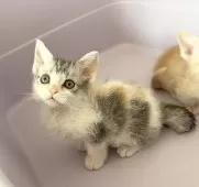 スクーカム【埼玉県・女の子・2025年9月10日・ブラウントービーホワイト】の写真3