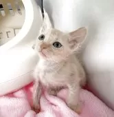 ラパーマ【埼玉県・男の子・2025年10月5日・クリームタビー】の写真4