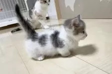 マンチカン(短足)【埼玉県・男の子・2025年2月3日・ブルータビーホワイト】の写真4