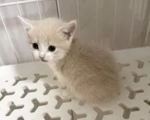 マンチカン(短足)【埼玉県・女の子・2025年9月8日・クリームタビーホワイト】の写真4