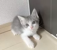 スクーカム【埼玉県・男の子・2025年4月27日・ブルータビーホワイト】の写真4