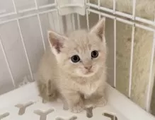 マンチカン(短足)【埼玉県・男の子・2025年9月8日・クリームタビー】の写真5