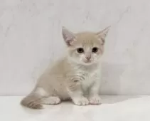 マンチカン(短足)【埼玉県・女の子・2025年9月8日・クリームタビーホワイト】の写真2