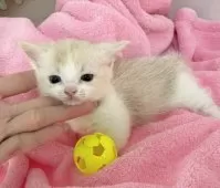 マンチカン(短足)【埼玉県・女の子・2025年11月14日・クリームタビーホワイト】の写真5