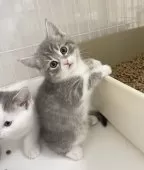 マンチカン(長足)【埼玉県・男の子・2025年2月3日・ブルータビーホワイト】の写真5