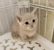 マンチカン(短足)【埼玉県・男の子・2025年9月8日・クリームタビー】の写真6