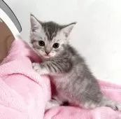 マンチカン(長足)【埼玉県・女の子・2025年9月15日・ブルートービー】の写真6