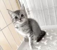 マンチカン(長足)【埼玉県・女の子・2025年9月15日・ブルートービー】の写真2