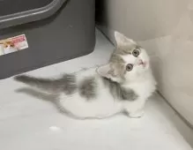 マンチカン(短足)【埼玉県・男の子・2025年2月3日・ブルータビーホワイト】の写真7