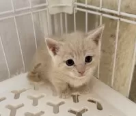 マンチカン(短足)【埼玉県・男の子・2025年9月8日・クリームタビー】の写真8