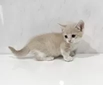 マンチカン(短足)【埼玉県・女の子・2025年9月8日・クリームタビーホワイト】の写真5