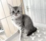 マンチカン(長足)【埼玉県・女の子・2025年9月15日・ブルートービー】の写真3