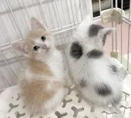 マンチカン(長足)【埼玉県・男の子・2026年7月30日・クリーム系/ブルー・シルバー系】の写真8
