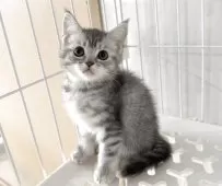 マンチカン(長足)【埼玉県・女の子・2025年9月15日・ブルートービー】の写真4