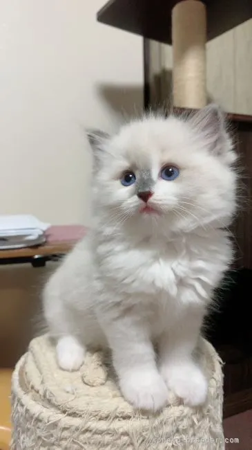 ID：2106-00580の子猫