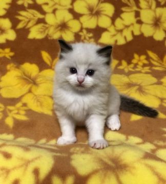 ラグドール【千葉県・男の子・2018年10月25日・シールポイントバイカラー（シルキー）】の写真「人間大好きで、甘えん坊さん。穏やかな子です。」