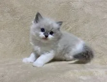 ラグドール【千葉県・女の子・2020年9月17日・ブルーポイントバイカラー】の写真3「2020/10/28撮影」