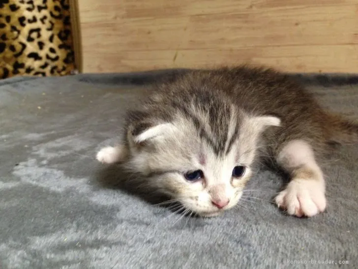 ID：1808-00955の子猫