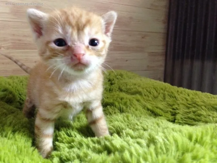 ID：1803-00560の子猫