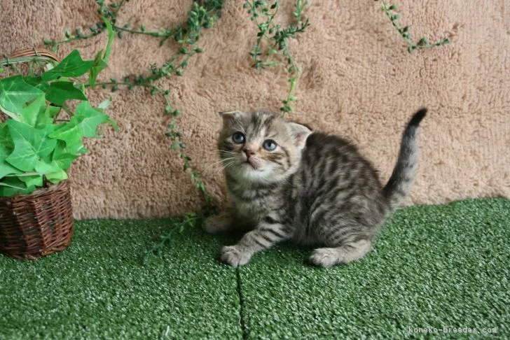 ID:1705-00097の子猫