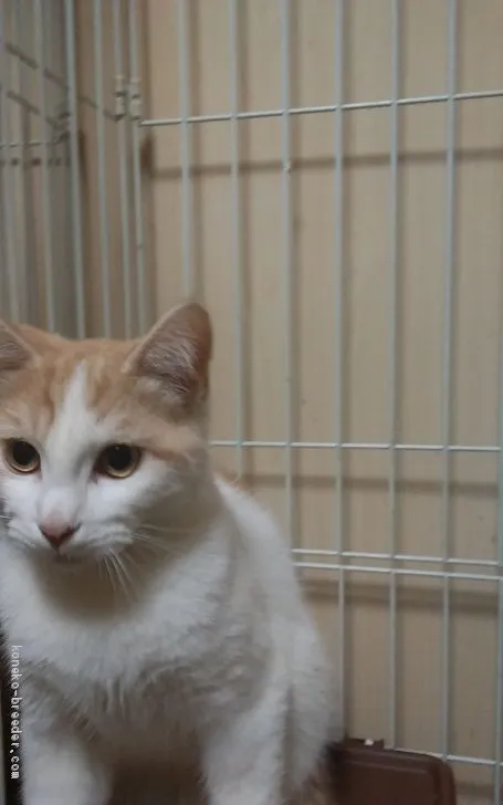 ID：1903-01123の子猫